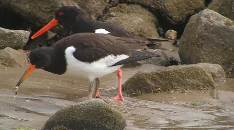 Oystercatcher Stock Footage 5466296