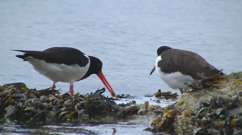 Oystercatcher Stock Footage 5466351