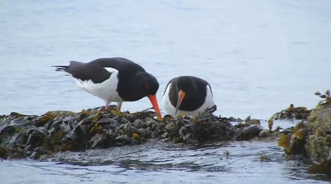 Oystercatcher Stock Footage 5466386