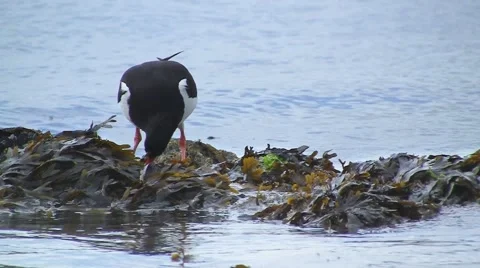 Oystercatcher Stock Footage 5466387