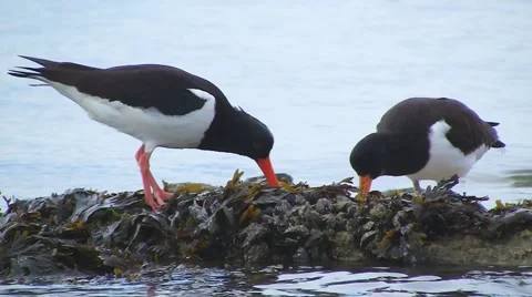 Oystercatcher Stock Footage 5466612