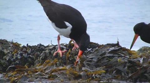 Oystercatcher Stock Footage 5466623