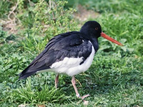 Oystercatcher on the forest Stock Photos