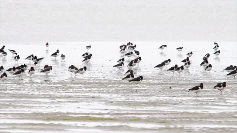 Oystercatcher in the mud Stock Footage 93342510