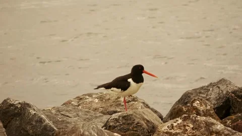 Oystercatcher in nature Stock Footage 252179227