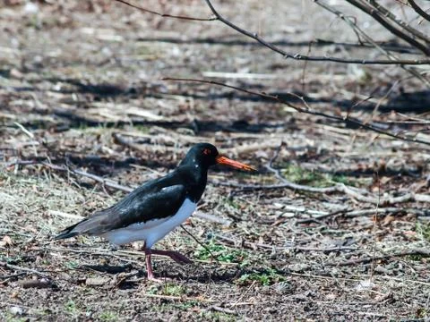 Oystercatcher Stock Photos