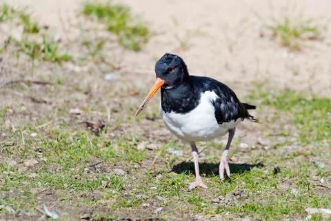 Oystercatcher Foto stock