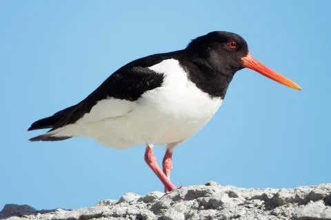 Oystercatcher Stock Photos