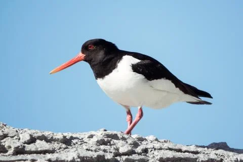 Oystercatcher Stock Photos