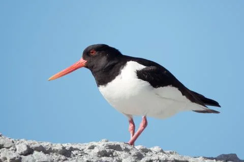 Oystercatcher Stock Photos