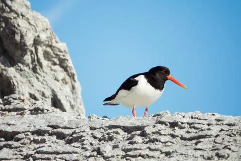 Oystercatcher Stock Photos