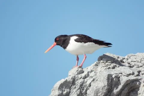 Oystercatcher Foto stock