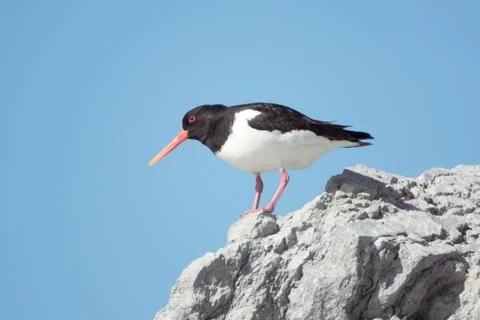 Oystercatcher Stock Photos