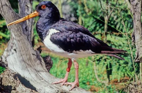 Oystercatcher Stock Photos