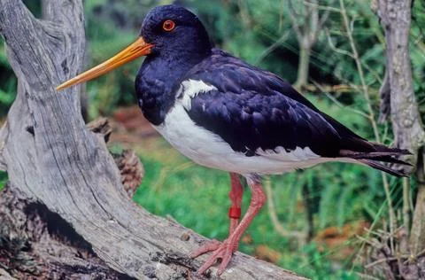 Oystercatcher Stock Photos