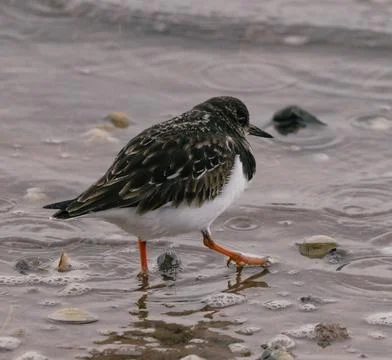 Oystercatcher Stock Photos