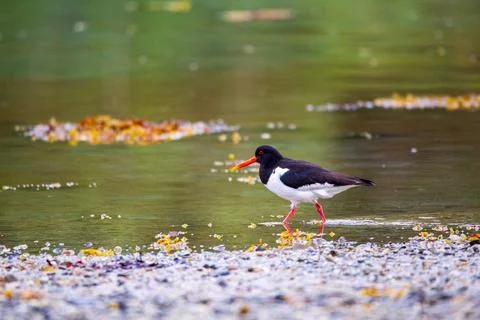 Oystercatcher Stock Photos
