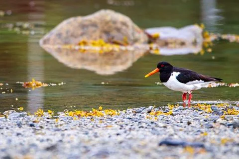 Oystercatcher Stock Photos