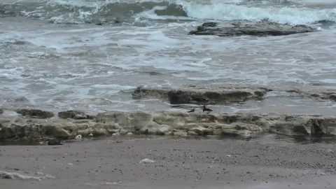 Oystercatcher on rocks at beach 動画素材 260503659