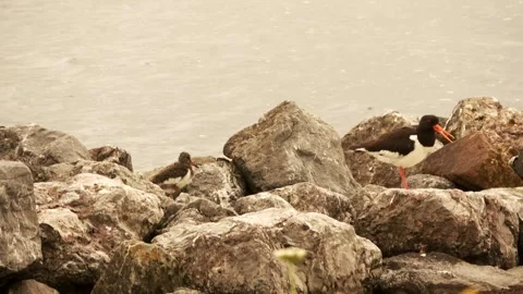 Oystercatcher with young between the stones Stock Footage 252179331