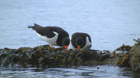 Oystercatchers Stock Footage 500485
