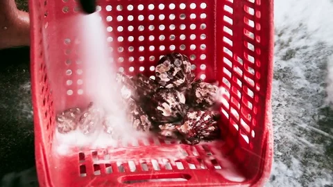 Oysters 4 Video stock 74874185