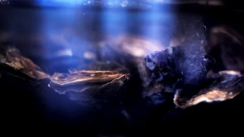 Oysters 5 Stock Footage 74873984