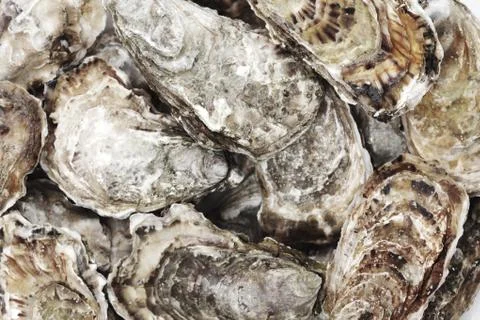 Oysters background Stock Photos