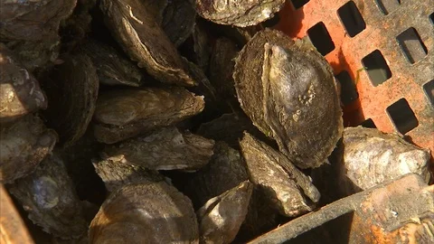 Oysters in a basket Stock Footage 86236399
