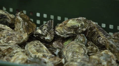 Oysters close up Stock Footage 46390030