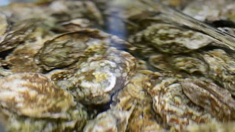 Oysters Stock Footage 188563072