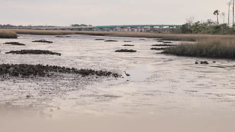 Oysters Stock Footage 264626214