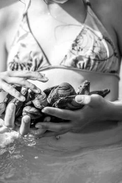 Oysters in the hand Stock Photos
