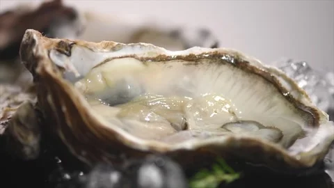 Oysters on ice close up over gray background, open french oysters Stock Footage 294685358