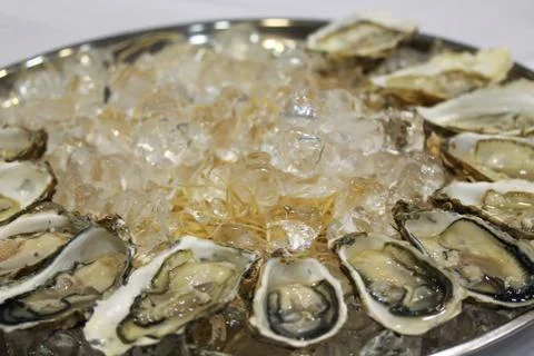 Oysters with ice cubes on the big silver or metal round plate Stock Photos