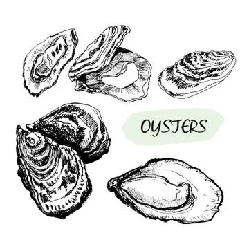 Oysters Stock Illustration
