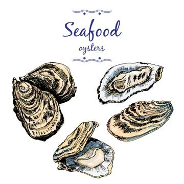 Oysters. Stock Illustration