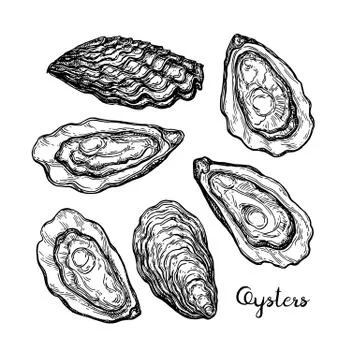Oysters ink sketch. Stock Illustration