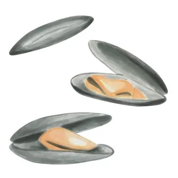 Oysters with open and closed shells, painted in watercolor. Fresh and delicio Stock Illustration