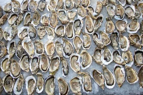 Oysters open fresh shellfish flat plate oyster background on the party table Stock Photos