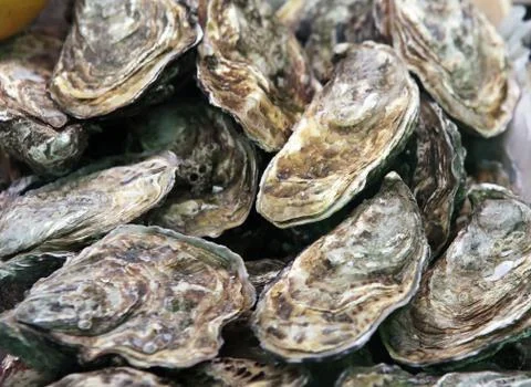 Oysters Stock Photos