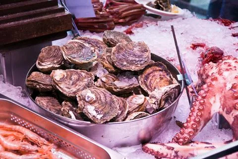Oysters Stock Photos