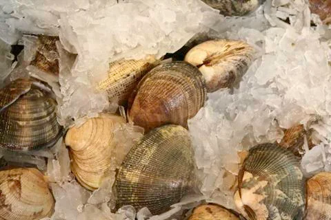 Oysters Stock Photos