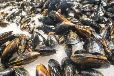 Oysters Stock Photos