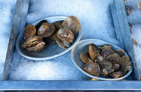Oysters Stock Photos
