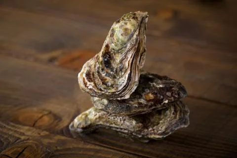 Oysters Stock Photos
