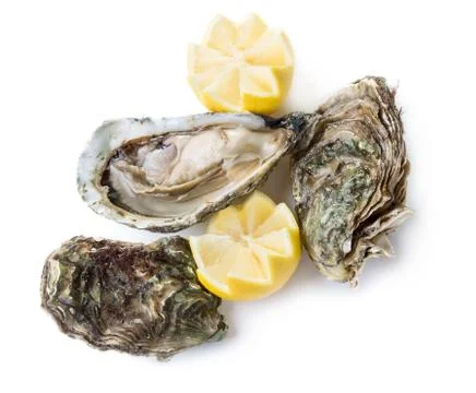 Oysters Stock Photos