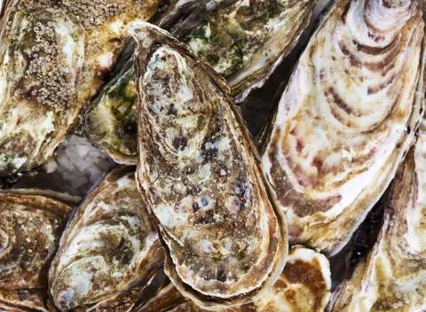 Oysters Stock Photos