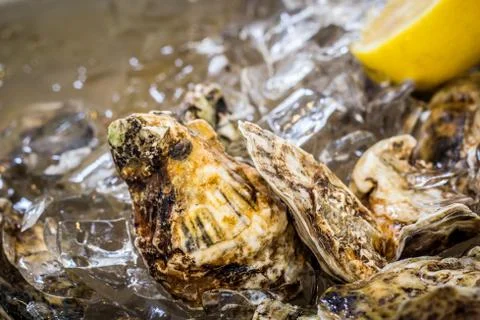 Oysters Stock Photos