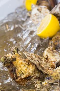 Oysters Stock Photos